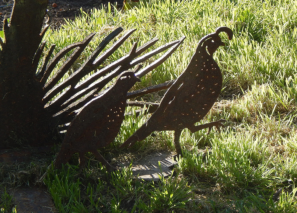 quail